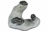 Cluster Of Three Trilobites (Hollardops & Austerops) - Ofaten, Morocco #365714-1